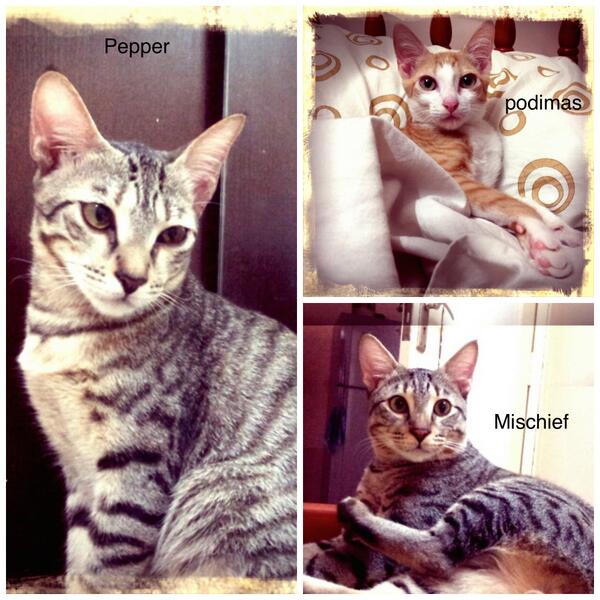 Rahul Gopal 🥗🏋🏽️🥁 tweet media