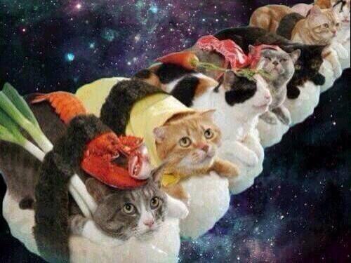 ItsSpaceCats's tweet photo. http://t.co/1shSgholEA