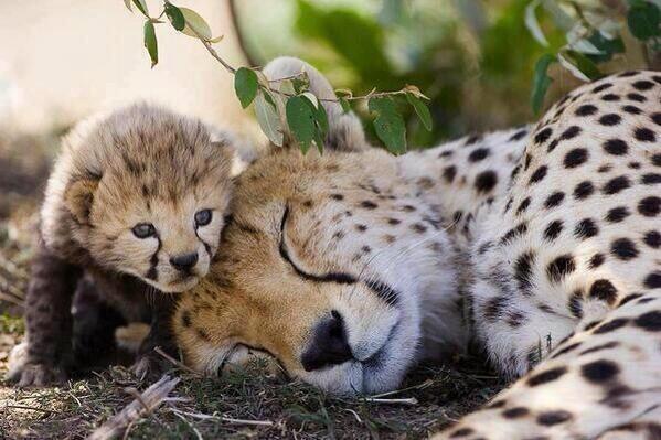 Cryptoaldia's tweet photo. Duerme mami, que yo te protejo http://t.co/ZuHYLjwlKY