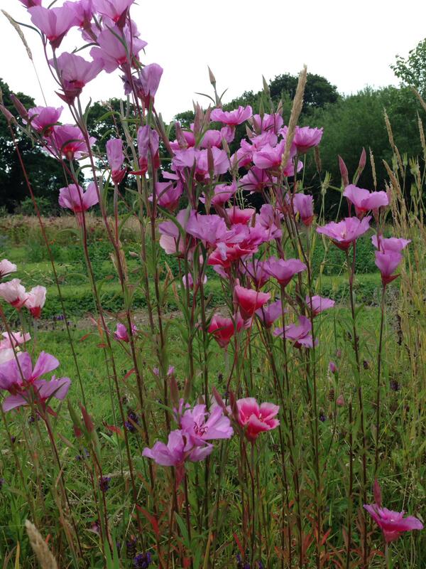10MinGardener's tweet image. @higgledygarden To make you feel better i'me really loving all your flowers there looking amazing #SelfishTweet