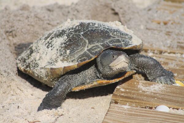 rqui's tweet image. This momma sea turtle just buried her eggs in my backyard.