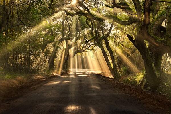 Gabriele_Corno's tweet image. Breaking Through @ Botany Bay Road, Edisto Island, South Carolina by Michael Woloszynowicz