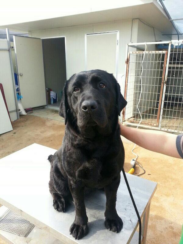 KimSooro's tweet photo. 우리 라울이가 아이들을 그것두 7마리나~~^^♡ http://t.co/Ps39rx25vx