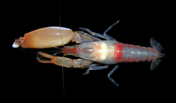 WIRED's tweet image. Meet the feisty shrimp that kills with bullets made of bubbles wrd.cm/1keWkSW