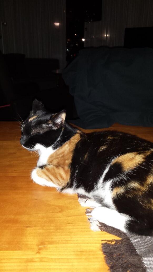 Helma44's tweet image. Dag 21! Lilly nog steeds vermist. Ik mis haar zo! Sterrenburg Dordrecht Reeland Dubbeldam waar is ze? Please RT