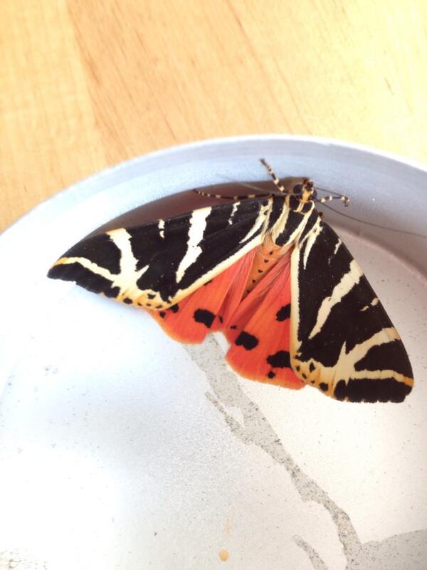 #teamoth Jersey Tiger on the prowl @savebutterflies