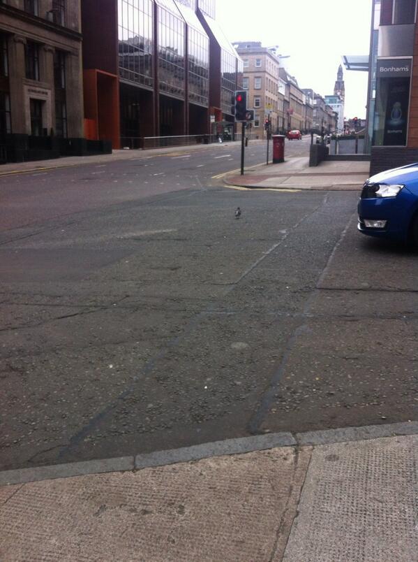 felicityward's tweet photo. Just saw a pigeon take the green man and walk across the pedestrian crossing. http://t.co/1Rg5qQL4xK