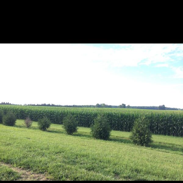 StatelerFFarms's tweet photo. Ahhhh the smell of corn sex in the morning... #MakingCorn #CornSexHappens #EatPork http://t.co/FI4Yy9Hxym