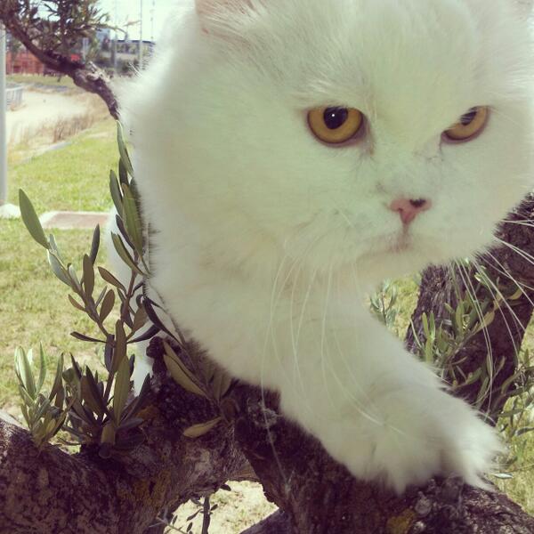 MPalaguer's tweet photo. Mira que bien subo a los árboles, mejor q al sofa http://t.co/GUost5oH0Q