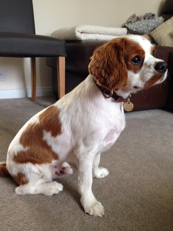 TobyHalftash's tweet image. What does everyone think of my first haircut? I had a great time the woman fed me lots of treats 😃🐶👍