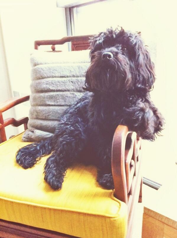 Lukas_Woodfield's tweet image. #BrazilVsNetherlands omg the #Brazilian daddy is shouting and jumping and still no goals | time for a nap 😴