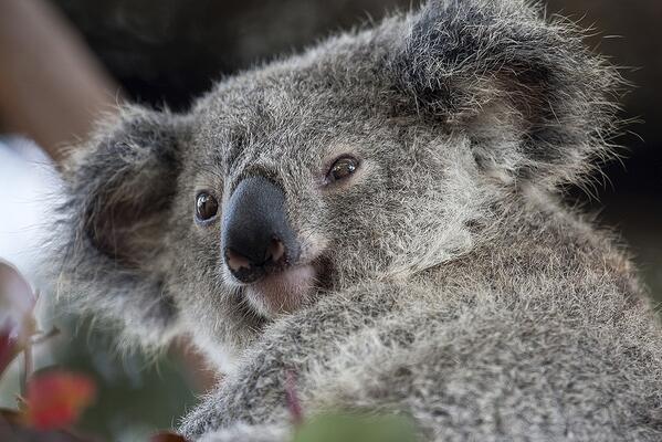 @DgFeuerriegel my favorite Aussie animal!Wish i could adopt1&really wouldn't care if it clawed me,when it stick2me :)