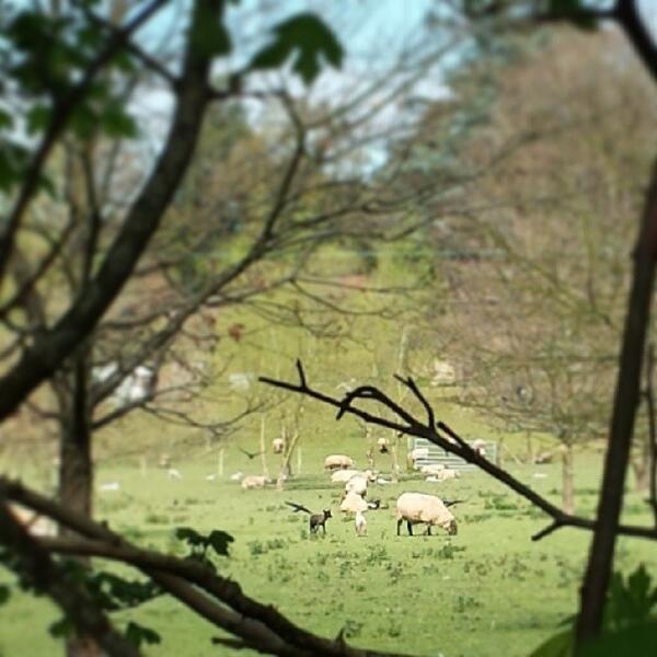 carys_price's tweet image. @wildlife_uk #secretview