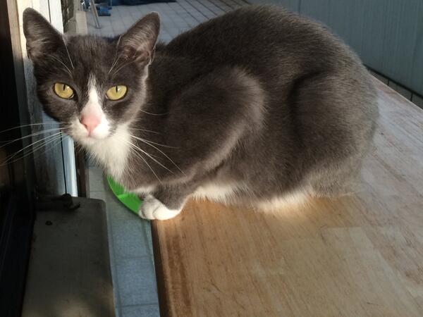 iDevice_Stuff's tweet image. Letzte Sonnenstrahlen einfangen