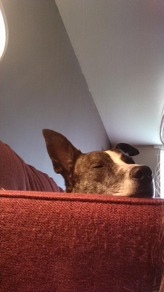 snowden13MI's tweet photo. @LastDayDogs dog who rescued me, Archer http://t.co/fMpz2bW4gP