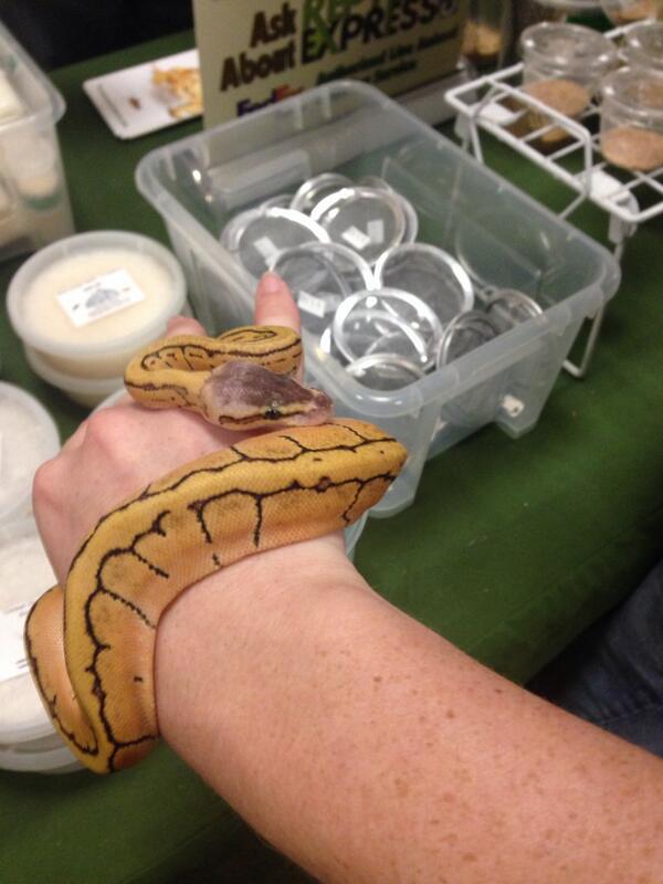 LindseysoontobeBrock tweet media