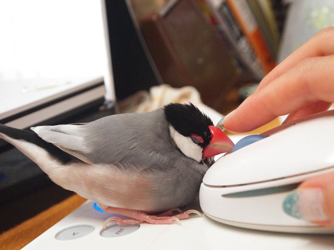 めざましテレビ Twitter動物癒され動画ランキング 柴犬三兄弟やあごのせ猫ほか