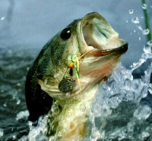 TopTenReels tweet picture