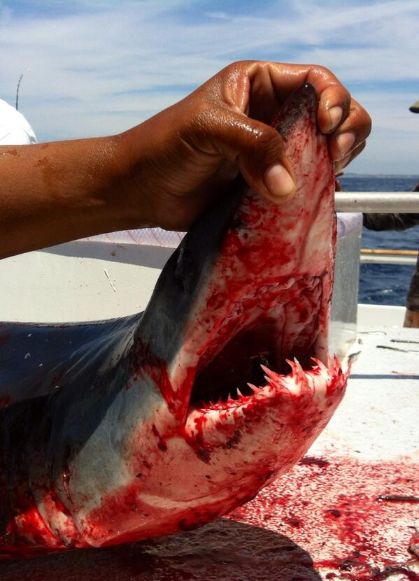 StevenMOConnor's tweet image. You've got city hands, Mr. Hooper. You been countin' money all your life. #clackclack