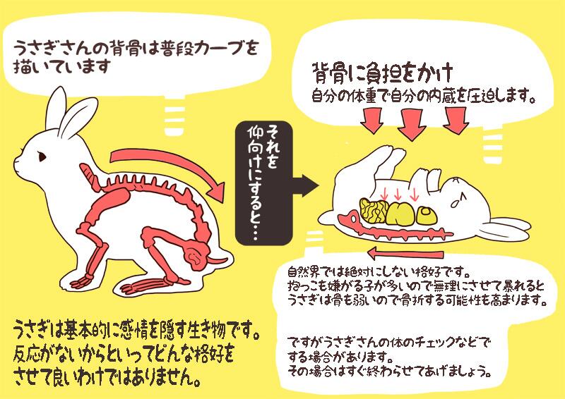 杏耶 あや うさぎの仰向け画像がよく可愛いって回ってきたりするけど うさぎの仰向けは 良くない です うさぎの背骨はカーブを描いており 仰向けにして無理に伸ばすと背骨に負担をかけ また内蔵が圧迫されます うさぎは骨も折れやすいので注意です