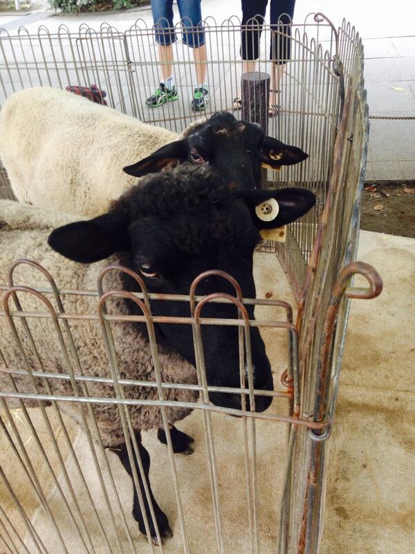 ___GTOsatuki__'s tweet photo. したでお祭りやってたからいったのもいいもののあまりなかったからそこにいた動物でも載せとく  ☜笑 http://t.co/K0dSxnG04v