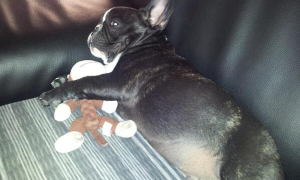 frenchiebilly's tweet image. Our 15-weeks old Billy in a chilling mode