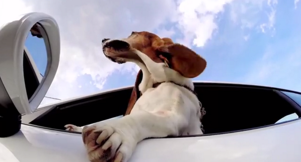 автомобиль собака. собака ехал человека. собака ехал человека. собака в машине. собака ехал человека.
