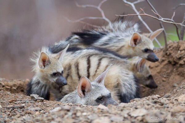 animaltalkbot's tweet image. 땅(흙)늑대는 야행성이지만 겨울에는 반대로 생활하기도 한대~ 남이 버리고 간 굴이나 직접 판 땅굴에서 생활하는 땅늑대 가족! "사주경계!! 형아 저건 머야!! ㅇ(ㅈ)"ㅇ!! " "바위 ㅍ(ㅈ)ㅍ..."