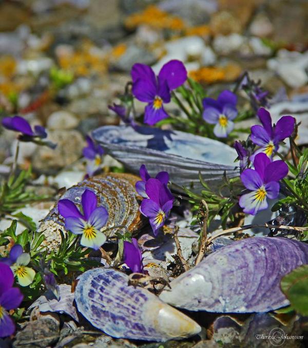 𝕮𝖆𝖒𝖎𝖑𝖑𝖆 ❧ tweet media