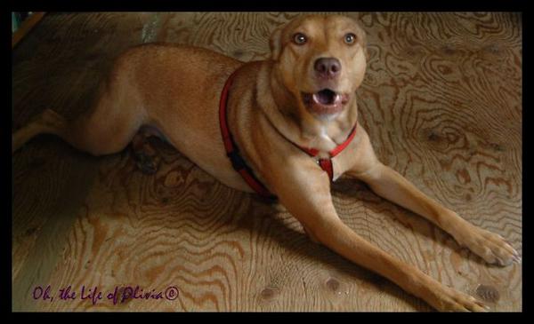 EpiLifeOfOlivia's tweet photo. @EpilepsyStories Hi, my name is Olivia. I'm 4yrs old living with &amp; spreading canine epilepsy awareness. http://t.co/drg1bdYO0h