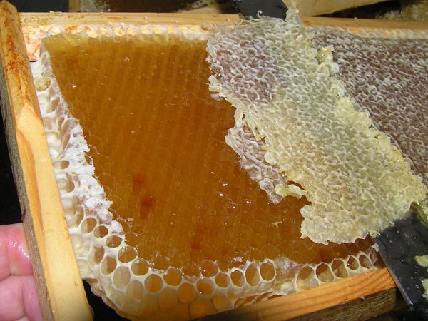 Oh my !! delicious Honey I've extracted today from Chewton Glen, available from The Boutique.