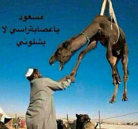 aldossari35's tweet photo. #ايش_رايك_بالطقطقه http://t.co/m3fozdt0vP