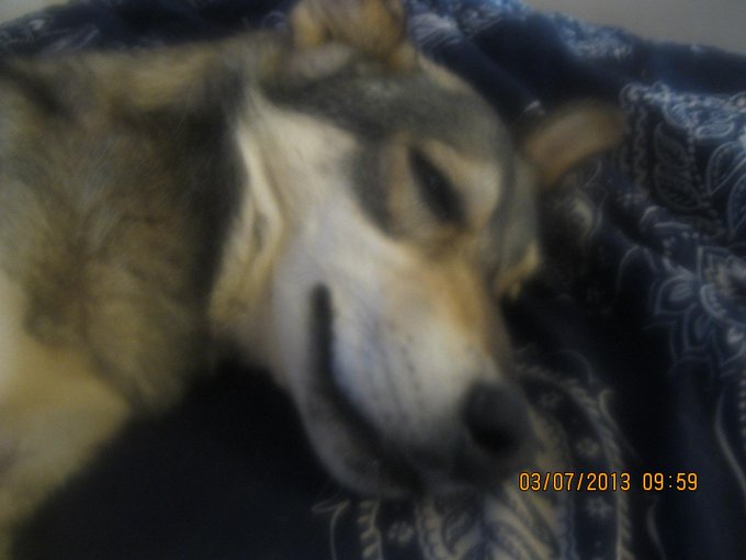 my ia , my little grey wolf relaxing on the sofa hahaha http://t.co/ceXfhQfdB4