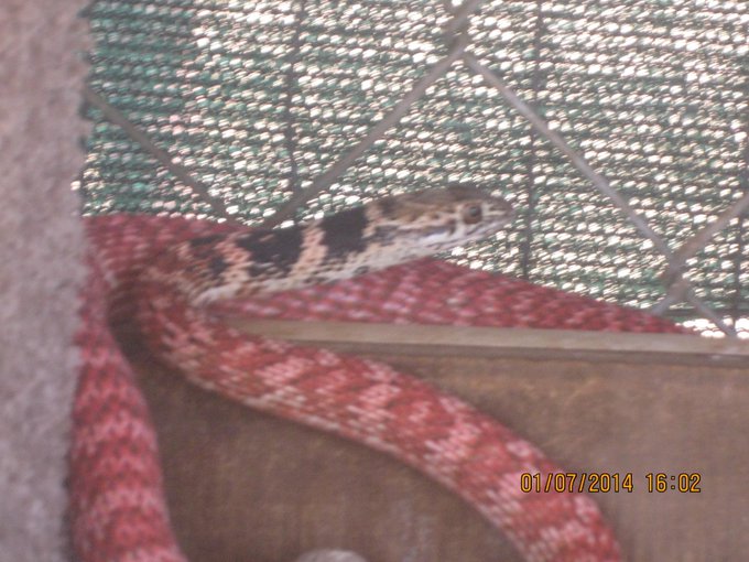 itt i found in my chichen pen  hes cute http://t.co/xJv9kGv6wQ