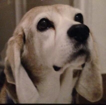 NYCSandyNeeds's tweet image. We are struggling to pay vet bills after losing our Willow. Even $1 makes a difference: gfwd.at/1qLz3fm