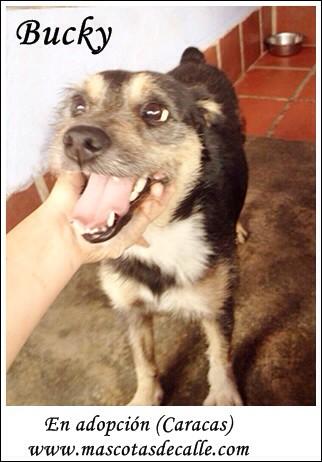 MASCOTASDECALLE's tweet photo. Quizá alguno uno de tus seguidores este interesado en adoptar a uno de estos pequeños, favor ayudalos con un RT http://t.co/9txLfa2ySJ