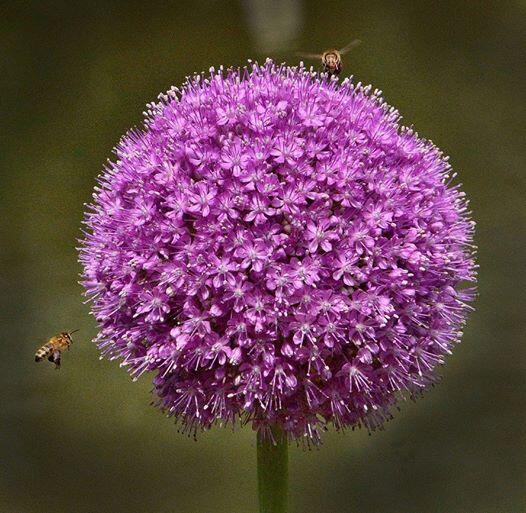 CyG_zoom's tweet photo. #zooooom on #bees http://t.co/2IV7ougQLw