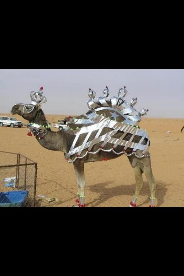 askvbg_dds's tweet image. 