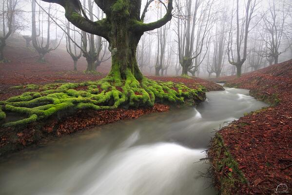 500px tweet picture