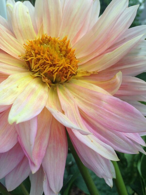 LeafAndArdor's tweet image. "One touch of nature makes the whole world kin." -- Shakespeare #love #beauty #color #summertime #teatime #always