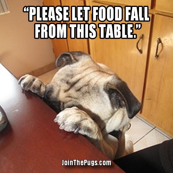 what_the_pug's tweet photo. Funny pug picture: ... - http://t.co/BtSjaFl6Ns #CutePug #FunnyPug #FunnyPugPicture #PugsFunny #Whatthepug http://t.co/bY3ZidDA0L