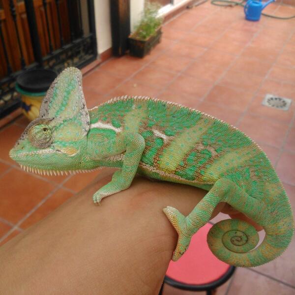 davidyera99's tweet photo. Hoy hacen dos meses que lo tengo jijiji http://t.co/z9zLJecgik