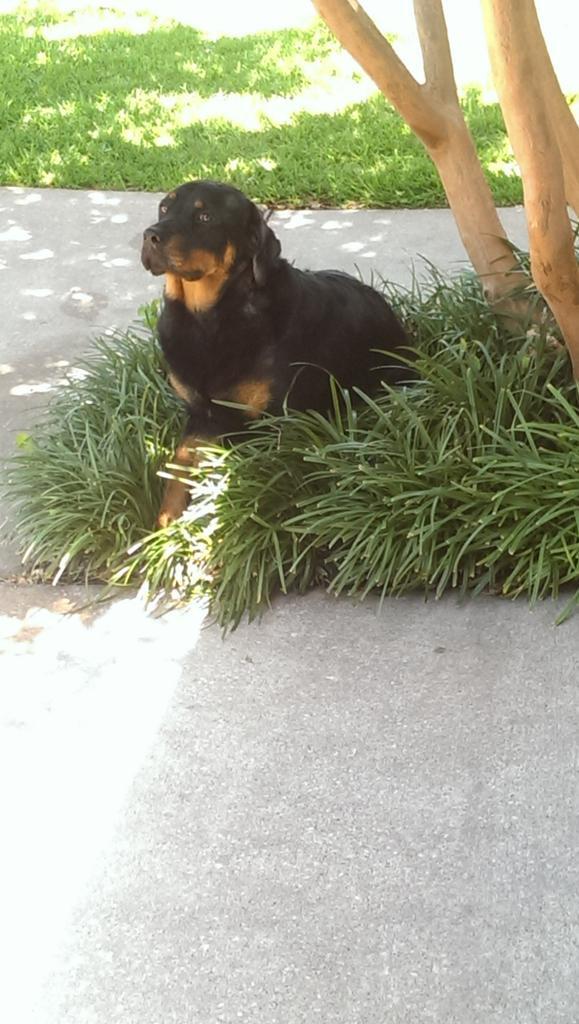 TheTypeRighter's tweet photo. Live these dogs more than must people ha http://t.co/K2NgT5hKrZ
