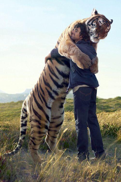 SpeakComedy's tweet photo. Now i want a tiger hug http://t.co/QWJ0PdD6My