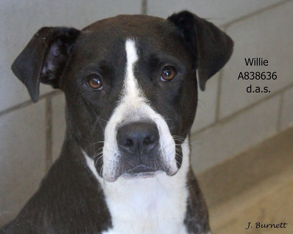 DASAdoptions's tweet photo. Willie!! A838636. 2yo Wonderboy!! Super fun &amp; loves people!! Located @DASAdoptions via @DallasShelter #Share http://t.co/uXi7Lxnxwz