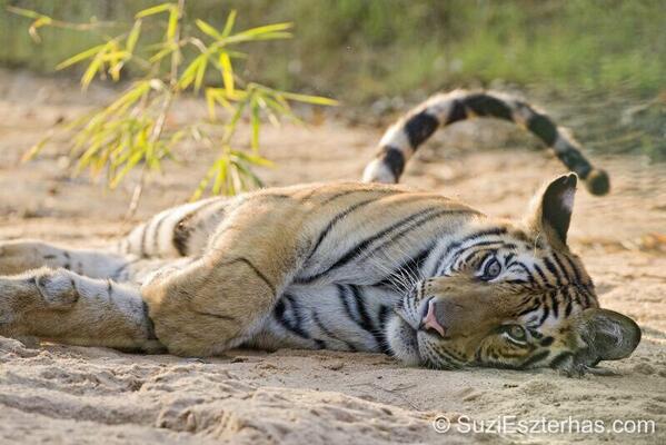 Keep fighting to save the tiger in the wild and sign up to ban the trade from ALL sources at bantigertrade.com