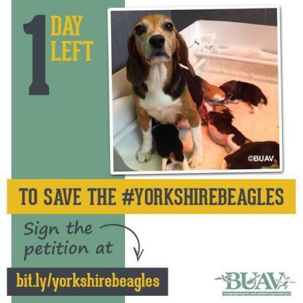 Urgent: Just 1 day left to sign the petition to save the #YorkshireBeagles bit.ly/yorkshirebeagl… Thanks :) <a href="/thebuav/">BUAV</a>