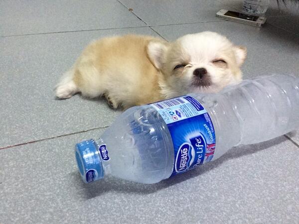 vbwhitebear's tweet photo. เห้นขวดน้ำไม่ได้เลย วิ่งมานอนใส่มาดูอีกทีทำไมลูกฉันตัวเปียก #สุนัขเป็นสัตว์ปัญญาอ่อน http://t.co/hNnzbPzOK1