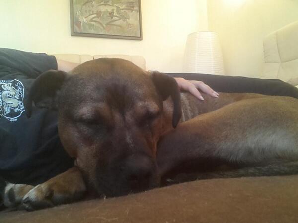4by2training's tweet photo. *Stanley Here* Sunday evening cuddles with Mum http://t.co/GphXedo8H7
