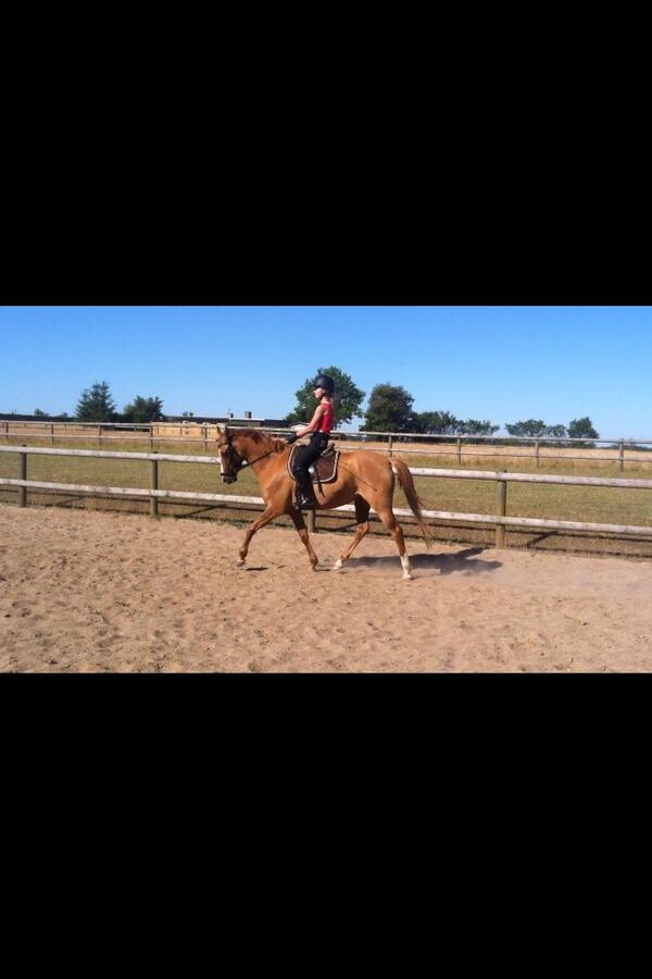 Carla Johansen tweet media